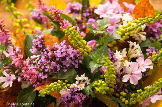 bouquet parfumé avec les fleurs du jardin - début novembre au jardin de sylvie fontaine- nord